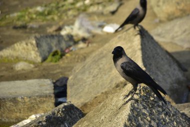 Nehir kenarındaki Kaya 'da Beslenen Karga Grubu