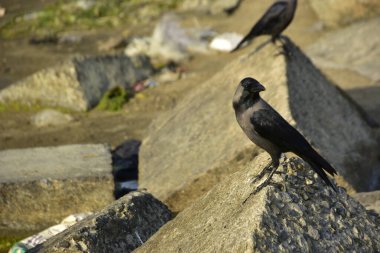 Nehir kenarındaki Kaya 'da Beslenen Karga Grubu