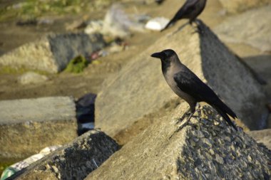 Nehir kenarındaki Kaya 'da Beslenen Karga Grubu