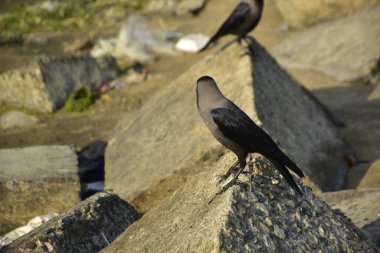 Nehir kenarındaki Kaya 'da Beslenen Karga Grubu