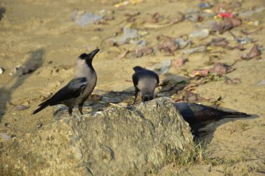 Nehir kenarındaki Kaya 'da Beslenen Karga Grubu