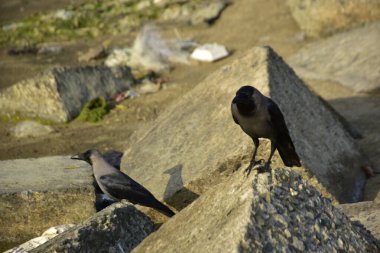 Riverbank Kayalıklarında İki Karga Duruyor