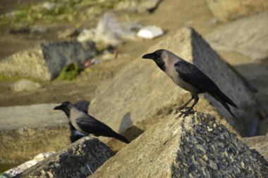 Riverbank Kayalıklarında İki Karga Duruyor