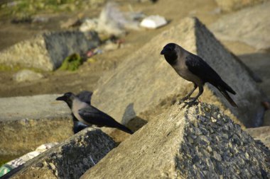 Riverbank Kayalıklarında İki Karga Duruyor