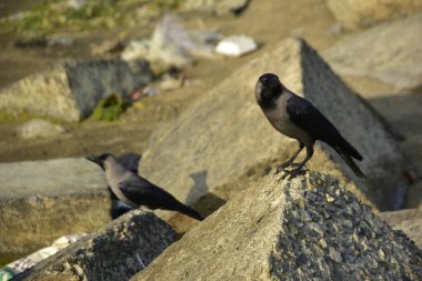 Riverbank Kayalıklarında İki Karga Duruyor