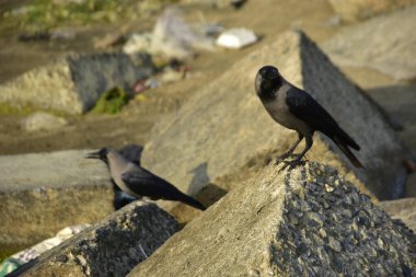 Riverbank Kayalıklarında İki Karga Duruyor