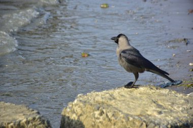 Riverbank Kayalıklarında İki Karga Duruyor