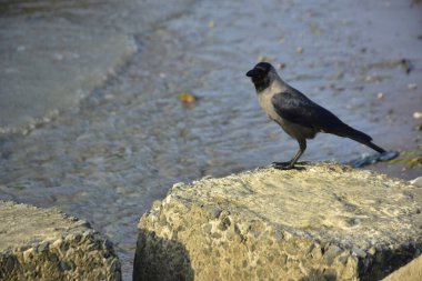Yalnız siyah bir karga, akarsu kenarındaki bir kayanın üzerine tünemiş vahşi yaşam, sahil doğası, esneklik ve yayın ya da ticari tasarım özgürlüğü kavramları için idealdir..