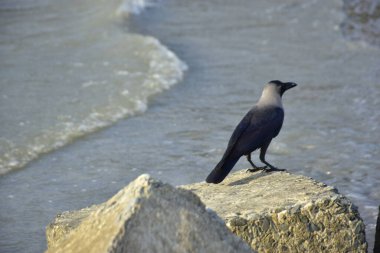 Yalnız siyah bir karga, akarsu kenarındaki bir kayanın üzerine tünemiş vahşi yaşam, sahil doğası, esneklik ve yayın ya da ticari tasarım özgürlüğü kavramları için idealdir..