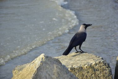 Yalnız siyah bir karga, akarsu kenarındaki bir kayanın üzerine tünemiş vahşi yaşam, sahil doğası, esneklik ve yayın ya da ticari tasarım özgürlüğü kavramları için idealdir..