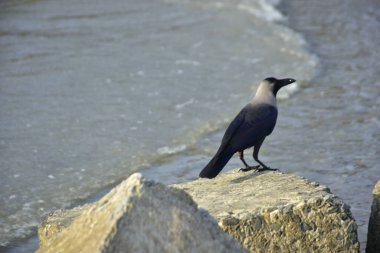 Yalnız siyah bir karga, akarsu kenarındaki bir kayanın üzerine tünemiş vahşi yaşam, sahil doğası, esneklik ve yayın ya da ticari tasarım özgürlüğü kavramları için idealdir..