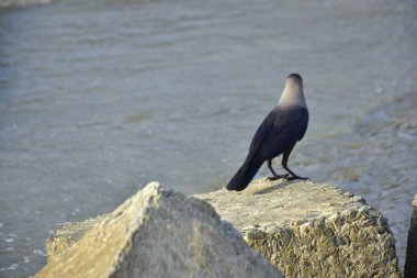 Yalnız siyah bir karga, akarsu kenarındaki bir kayanın üzerine tünemiş vahşi yaşam, sahil doğası, esneklik ve yayın ya da ticari tasarım özgürlüğü kavramları için idealdir..