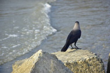 Yalnız siyah bir karga, akarsu kenarındaki bir kayanın üzerine tünemiş vahşi yaşam, sahil doğası, esneklik ve yayın ya da ticari tasarım özgürlüğü kavramları için idealdir..