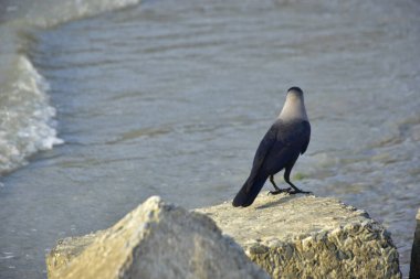 Yalnız siyah bir karga, akarsu kenarındaki bir kayanın üzerine tünemiş vahşi yaşam, sahil doğası, esneklik ve yayın ya da ticari tasarım özgürlüğü kavramları için idealdir..