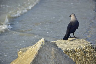 Yalnız siyah bir karga, akarsu kenarındaki bir kayanın üzerine tünemiş vahşi yaşam, sahil doğası, esneklik ve yayın ya da ticari tasarım özgürlüğü kavramları için idealdir..