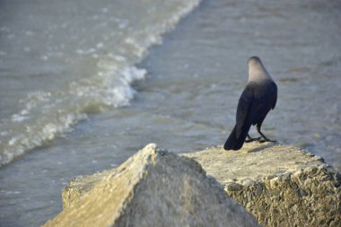 Yalnız siyah bir karga, akarsu kenarındaki bir kayanın üzerine tünemiş vahşi yaşam, sahil doğası, esneklik ve yayın ya da ticari tasarım özgürlüğü kavramları için idealdir..