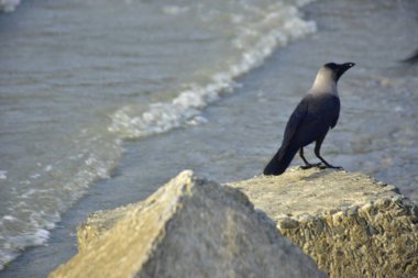 Yalnız siyah bir karga, akarsu kenarındaki bir kayanın üzerine tünemiş vahşi yaşam, sahil doğası, esneklik ve yayın ya da ticari tasarım özgürlüğü kavramları için idealdir..