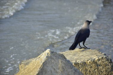 Yalnız siyah bir karga, akarsu kenarındaki bir kayanın üzerine tünemiş vahşi yaşam, sahil doğası, esneklik ve yayın ya da ticari tasarım özgürlüğü kavramları için idealdir..