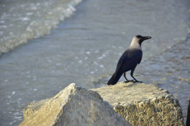 Yalnız siyah bir karga, akarsu kenarındaki bir kayanın üzerine tünemiş vahşi yaşam, sahil doğası, esneklik ve yayın ya da ticari tasarım özgürlüğü kavramları için idealdir..