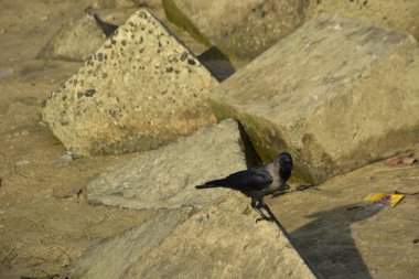Nehir kenarındaki Kaya 'da Beslenen Karga Grubu