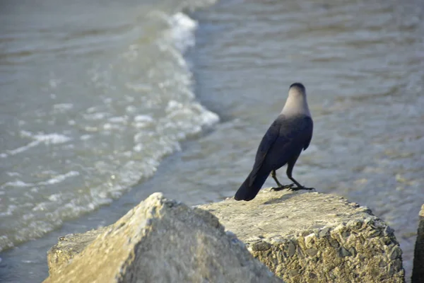 Yalnız siyah bir karga, akarsu kenarındaki bir kayanın üzerine tünemiş vahşi yaşam, sahil doğası, esneklik ve yayın ya da ticari tasarım özgürlüğü kavramları için idealdir..
