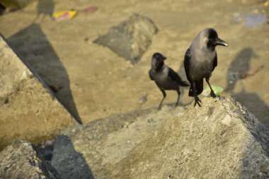 Göldeki güzel bir kuşun yakın çekimi.