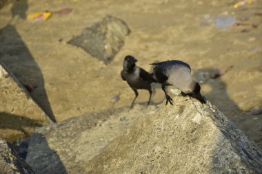 Siyah başlı martı hayvanat bahçesinde.