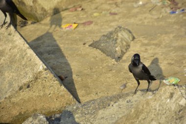 Sahildeki siyah karga.