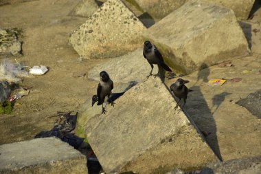 Ev Kargaları, Coxs Bazar 'daki Bakkhali Nehri' nde beton nehir dolgusu üzerine dökülen yiyecekler için yarışıyor