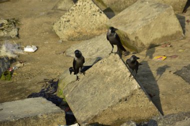 Ev Kargaları, Coxs Bazar 'daki Bakkhali Nehri' nde beton nehir dolgusu üzerine dökülen yiyecekler için yarışıyor