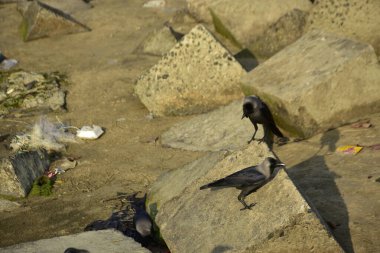 Ev Kargaları, Coxs Bazar 'daki Bakkhali Nehri' nde beton nehir dolgusu üzerine dökülen yiyecekler için yarışıyor