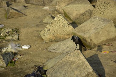 Ev Kargaları, Coxs Bazar 'daki Bakkhali Nehri' nde beton nehir dolgusu üzerine dökülen yiyecekler için yarışıyor