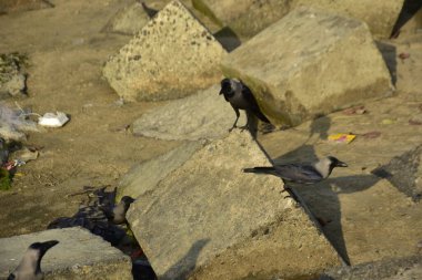 Ev Kargaları, Coxs Bazar 'daki Bakkhali Nehri' nde beton nehir dolgusu üzerine dökülen yiyecekler için yarışıyor