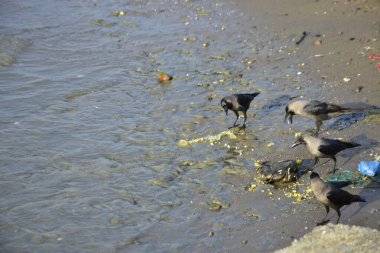 Ev Kargaları Atılmış Yiyeceklerle Besleniyor Kirli Nehir Kıyısı boyunca Coxs Bazar, Bangladeş 'te Vahşi Yaşam Davranışlarını Gösteriyor