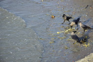 Ev Kargaları Atılmış Yiyeceklerle Besleniyor Kirli Nehir Kıyısı boyunca Coxs Bazar, Bangladeş 'te Vahşi Yaşam Davranışlarını Gösteriyor