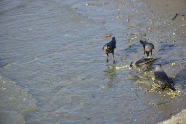 Ev Kargaları Atılmış Yiyeceklerle Besleniyor Kirli Nehir Kıyısı boyunca Coxs Bazar, Bangladeş 'te Vahşi Yaşam Davranışlarını Gösteriyor