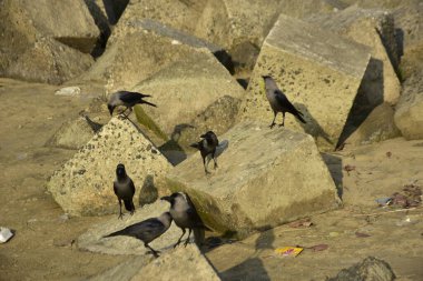 Ev Kargaları, Coxs Bazar 'daki Bakkhali Nehri' nde beton nehir dolgusu üzerine dökülen yiyecekler için yarışıyor