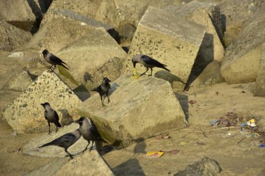 Ev Kargaları, Coxs Bazar 'daki Bakkhali Nehri' nde beton nehir dolgusu üzerine dökülen yiyecekler için yarışıyor