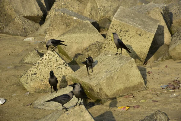 Ev Kargaları, Coxs Bazar 'daki Bakkhali Nehri' nde beton nehir dolgusu üzerine dökülen yiyecekler için yarışıyor