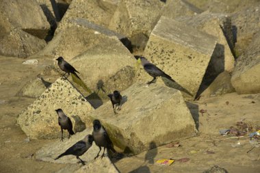 Ev Kargaları, Coxs Bazar 'daki Bakkhali Nehri' nde beton nehir dolgusu üzerine dökülen yiyecekler için yarışıyor