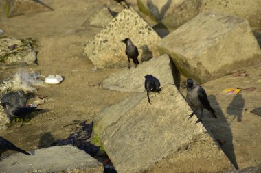 Ev Kargaları, Coxs Bazar 'daki Bakkhali Nehri' nde beton nehir dolgusu üzerine dökülen yiyecekler için yarışıyor