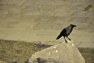 Coxs Bazar 'daki Bakkhali Nehri boyunca Şehir Kirliliği ile Nehir Kıyısındaki Kargalar Evi
