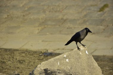 Coxs Bazar 'daki Bakkhali Nehri boyunca Şehir Kirliliği ile Nehir Kıyısındaki Kargalar Evi