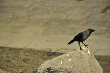 Coxs Bazar 'daki Bakkhali Nehri boyunca Şehir Kirliliği ile Nehir Kıyısındaki Kargalar Evi