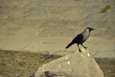 Coxs Bazar 'daki Bakkhali Nehri boyunca Şehir Kirliliği ile Nehir Kıyısındaki Kargalar Evi