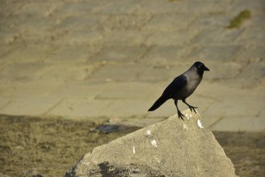 Coxs Bazar 'daki Bakkhali Nehri boyunca Şehir Kirliliği ile Nehir Kıyısındaki Kargalar Evi