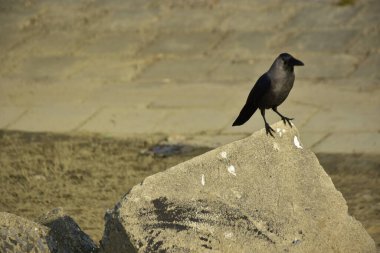 Coxs Bazar 'daki Bakkhali Nehri boyunca Şehir Kirliliği ile Nehir Kıyısındaki Kargalar Evi