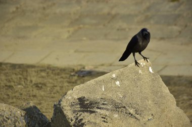 Coxs Bazar 'daki Bakkhali Nehri boyunca Şehir Kirliliği ile Nehir Kıyısındaki Kargalar Evi