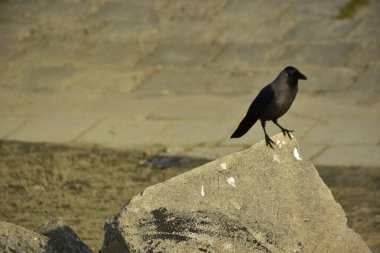 Coxs Bazar 'daki Bakkhali Nehri boyunca Şehir Kirliliği ile Nehir Kıyısındaki Kargalar Evi