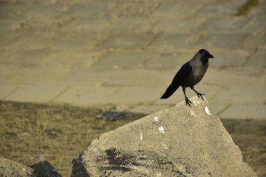 Coxs Bazar 'daki Bakkhali Nehri boyunca Şehir Kirliliği ile Nehir Kıyısındaki Kargalar Evi